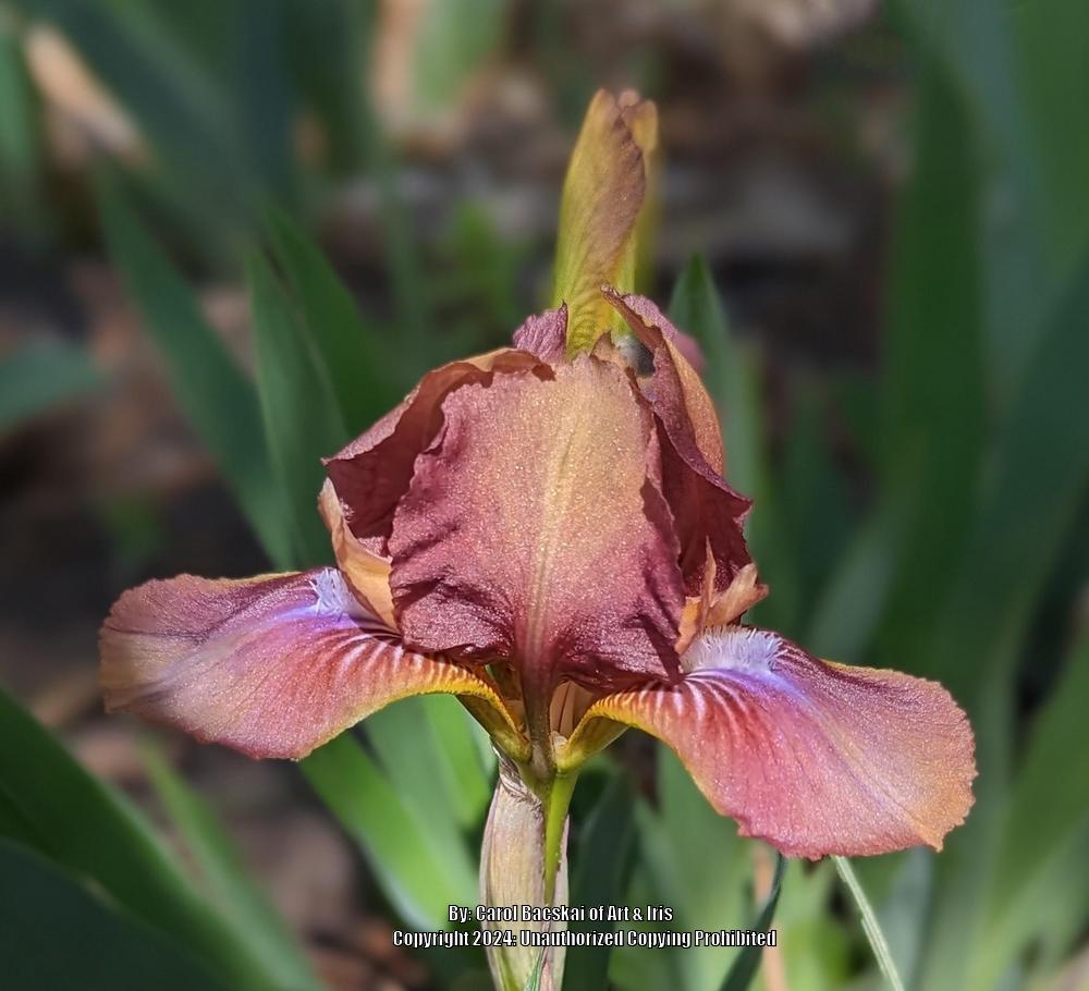 Photo of Miniature Dwarf Bearded Iris (Iris 'Wee Harry') uploaded by Artsee1