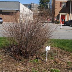 Location: Reading, Pennsylvania
Date: 2024-03-24
full-grown shrub in winter and before spring growth