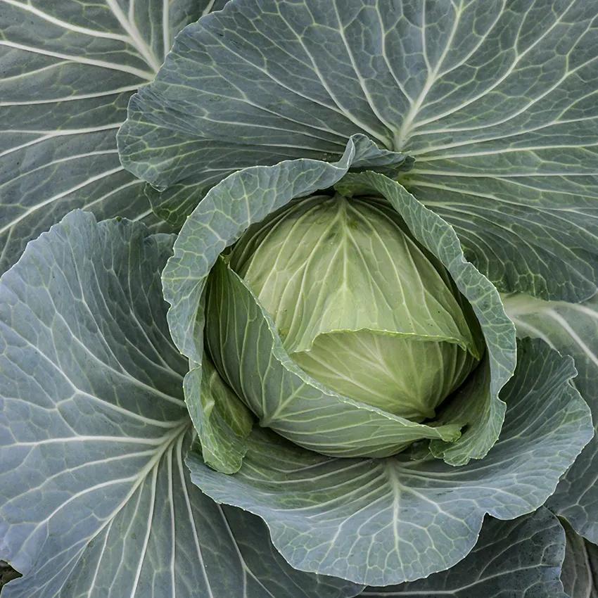 Photo of Cabbage (Brassica oleracea var. capitata 'Brunswick') uploaded by Joy