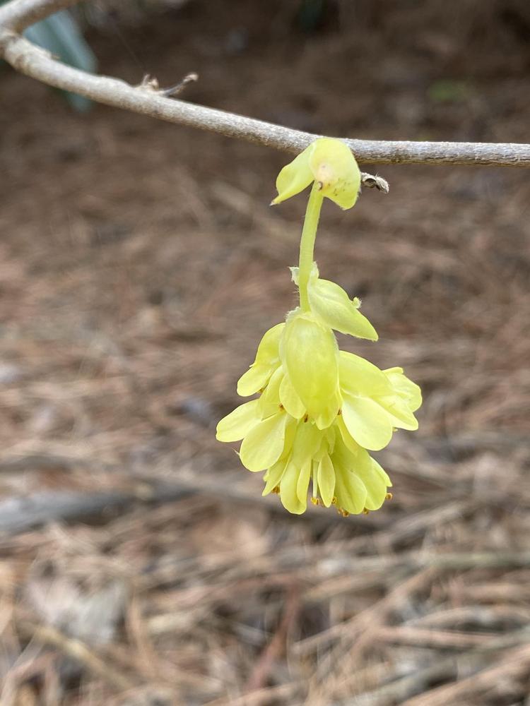 Photo of Golden Winterhazel (Corylopsis spicata 'Golden Spring') uploaded by SL_gardener