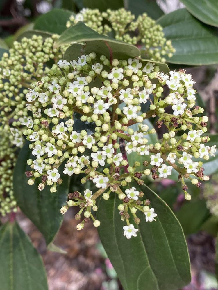 Photo of Cinnamon-Leaved Viburnum (Viburnum cinnamomifolium) uploaded by SL_gardener
