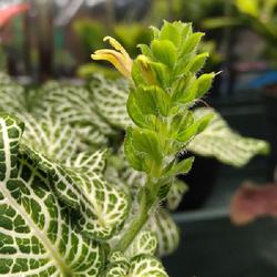 Location: Eagle Bay, New York
Date: 2024-03-24
Mosaic Plant (Fittonia albivenis 'Mini White') blooming