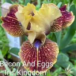 Location: Sherwood, Arkansas
Date: March 25, 2024
Bacon and Eggs blooming at Iris Kingdom Gardens