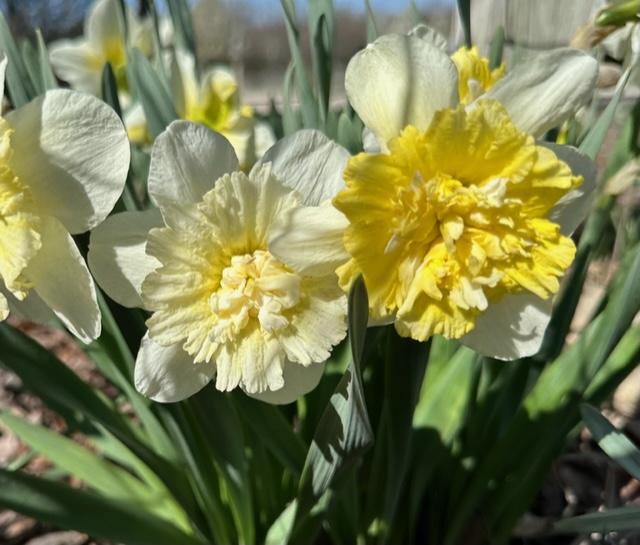 Photo of Double Daffodil (Narcissus 'Ice King') uploaded by jkporter