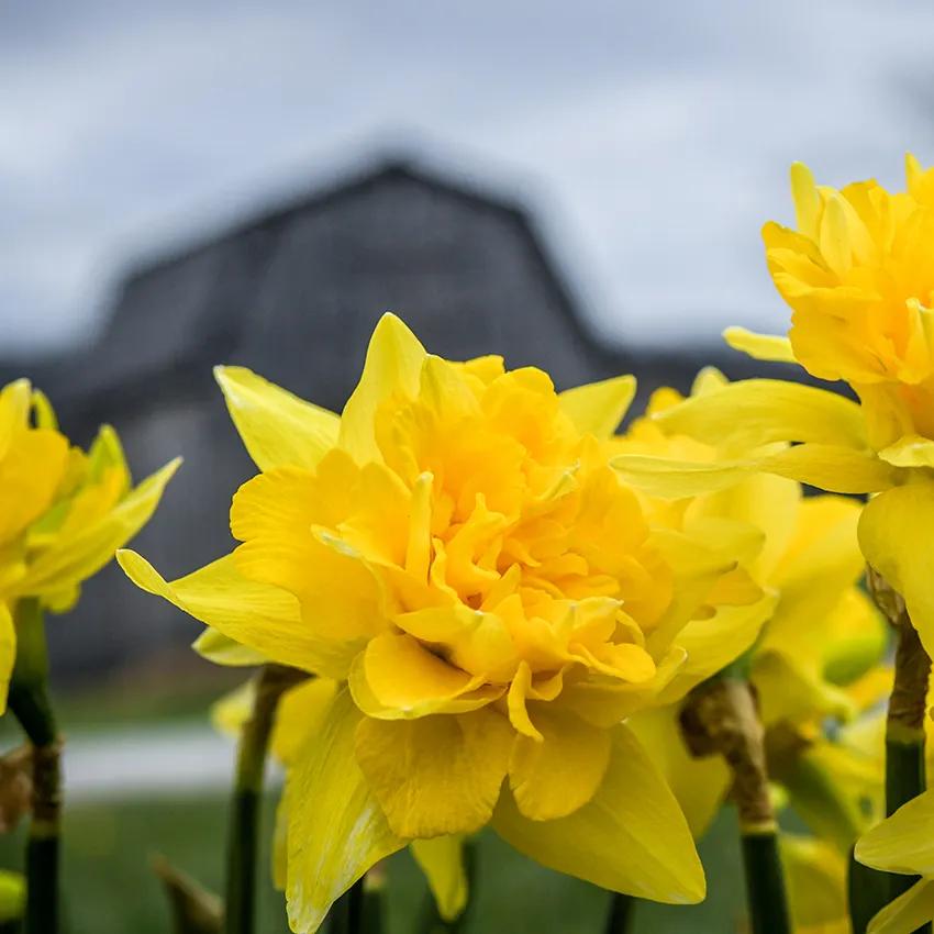 Photo of Double Daffodil (Narcissus 'Telamonius Plenus') uploaded by Joy