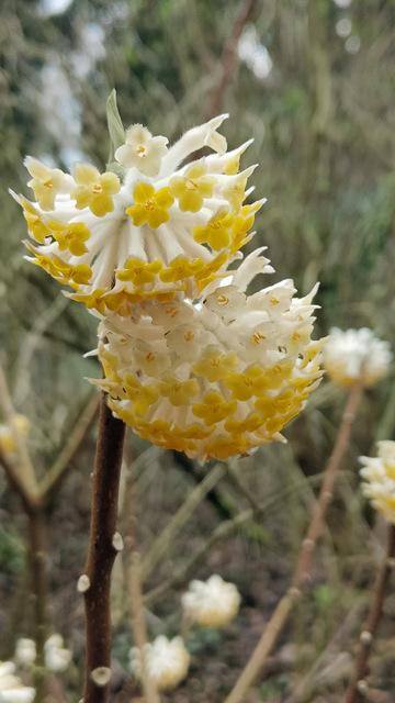 Photo of Oriental Paperbush (Edgeworthia chrysantha) uploaded by RuuddeBlock