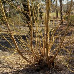 Location: Raulston Arboretum  NC State Univ  Raleigh, NC
Date: 2024-02-13
Striking yellow bark. Just as vigorous as species.