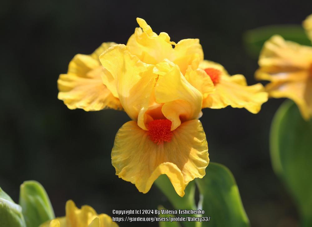 Photo of Standard Dwarf Bearded Iris (Iris 'Yahtzee') uploaded by Valery33