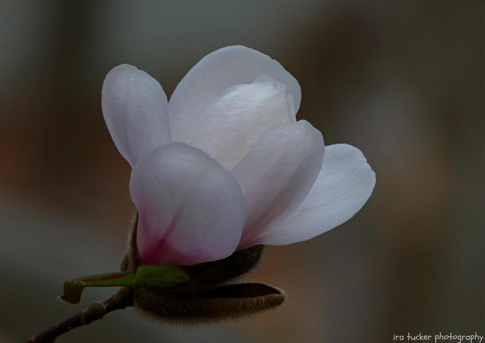Photo of Loebner Magnolia (Magnolia x loebneri 'Merrill') uploaded by drirastucker