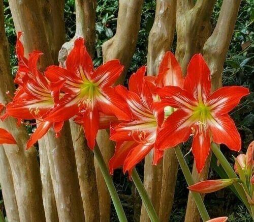 Photo of St. Joseph's Lily (Hippeastrum x johnsonii) uploaded by rosecottagep