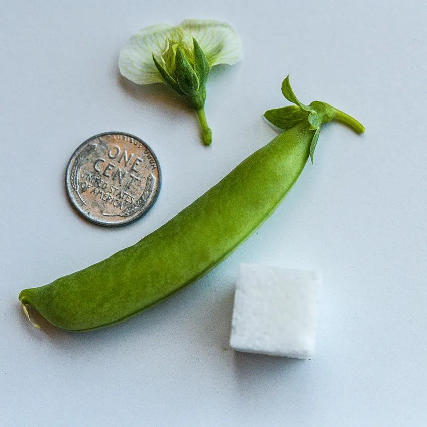Photo of Snap Pea (Lathyrus oleraceus 'Sugar Bon') uploaded by Joy