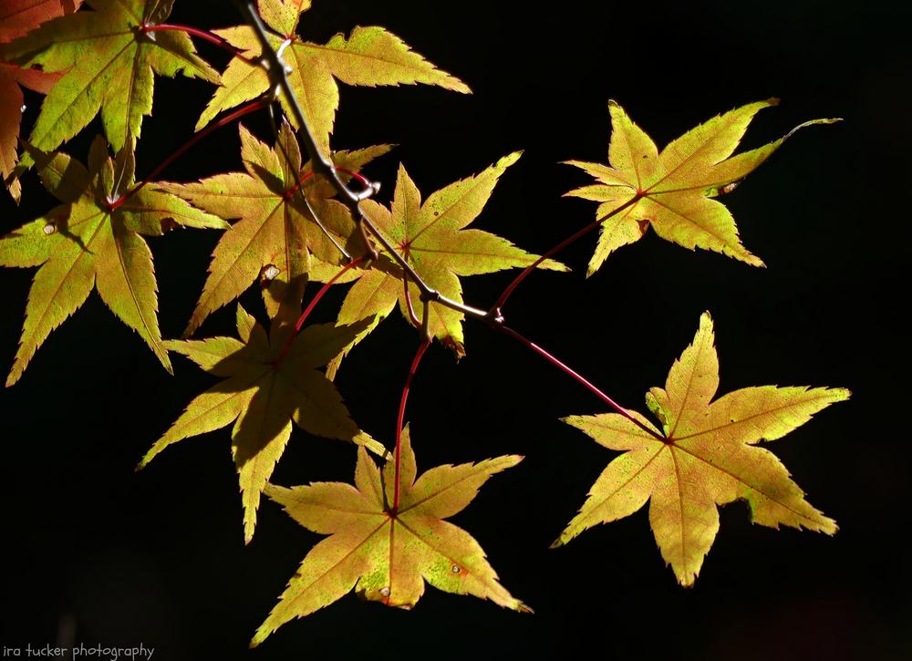 Photo of Japanese Maple (Acer palmatum 'Beni Komachi') uploaded by drirastucker