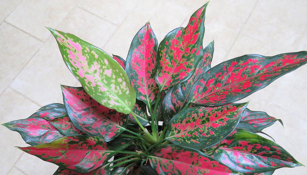 Photo of Chinese Evergreen (Aglaonema 'Narrow Spinel') uploaded by plantladylin