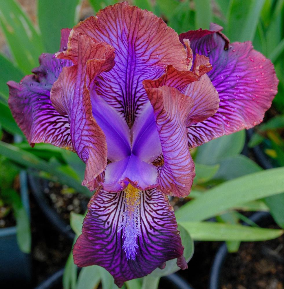 Photo of Arilbred Iris (Iris 'Afrosiab') uploaded by AnnKNCalif