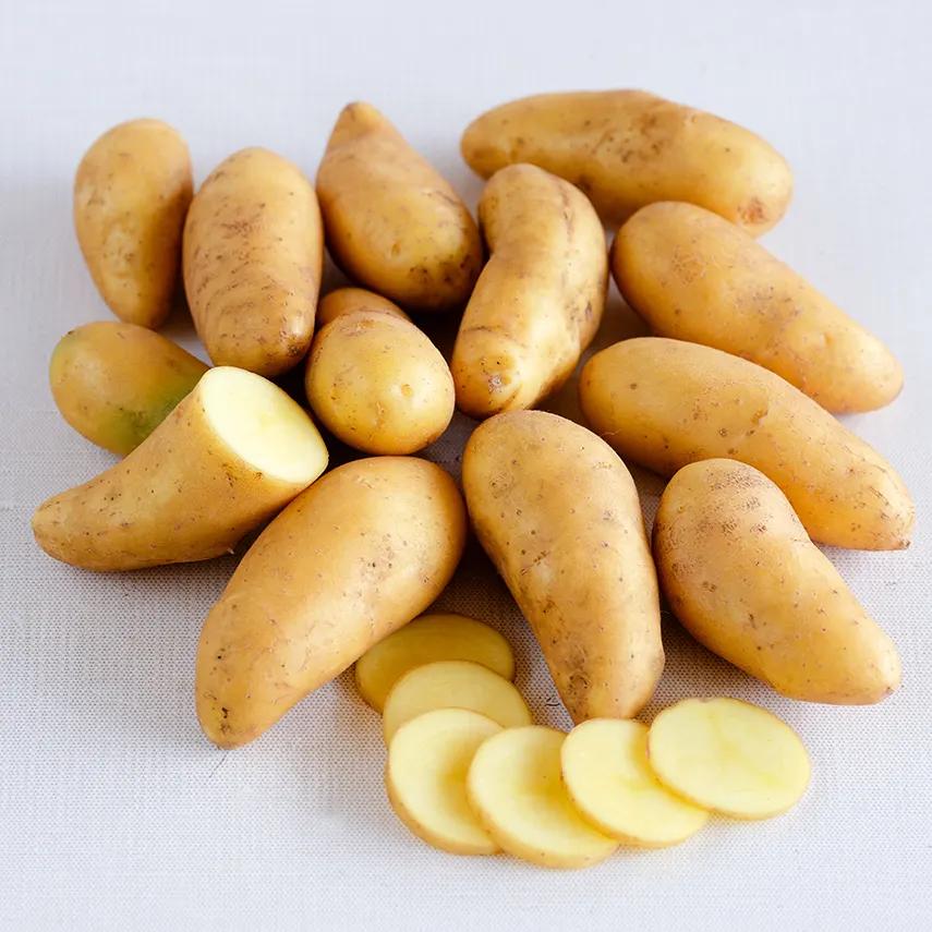 Photo of Fingerling Potato (Solanum tuberosum 'Austrian Crescent') uploaded by Joy