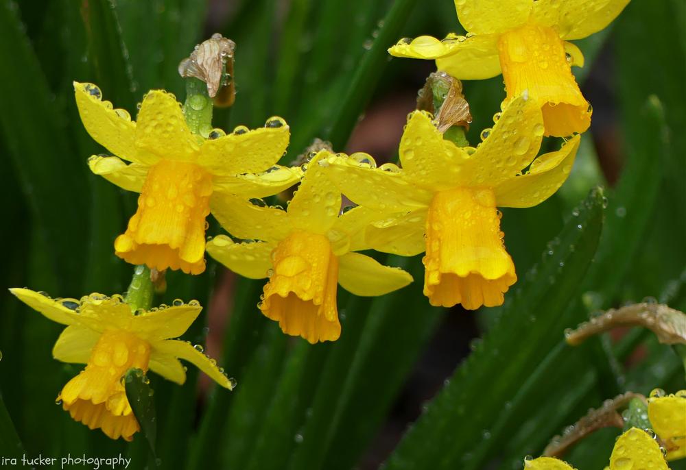 Photo of Daffodil (Narcissus 'Tete-a-Tete') uploaded by drirastucker