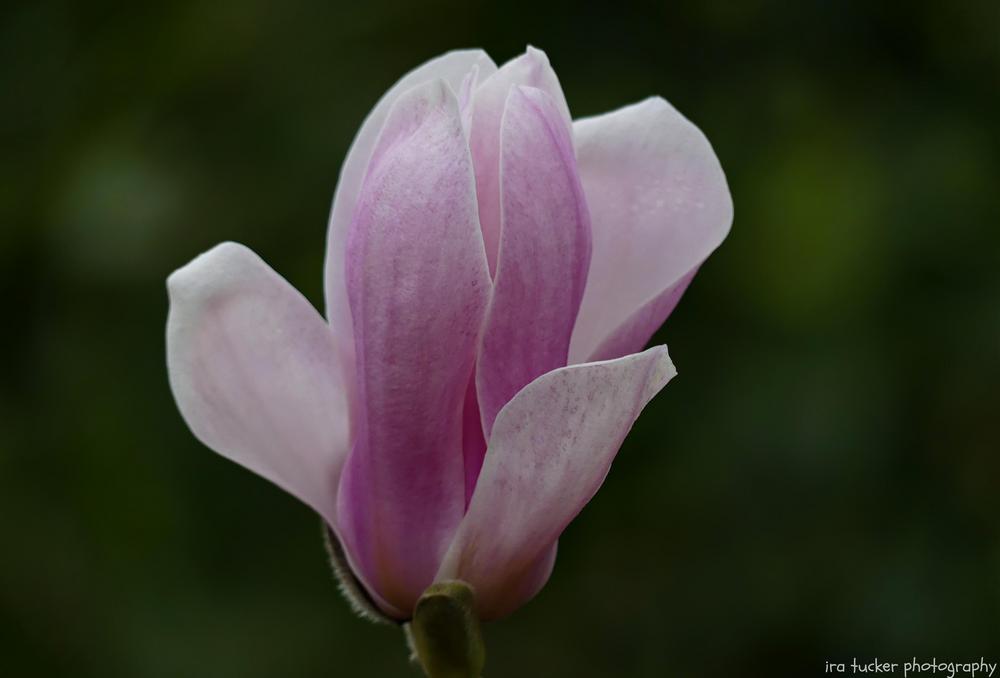Photo of Saucer Magnolia (Magnolia x soulangeana 'Lilliputian') uploaded by drirastucker