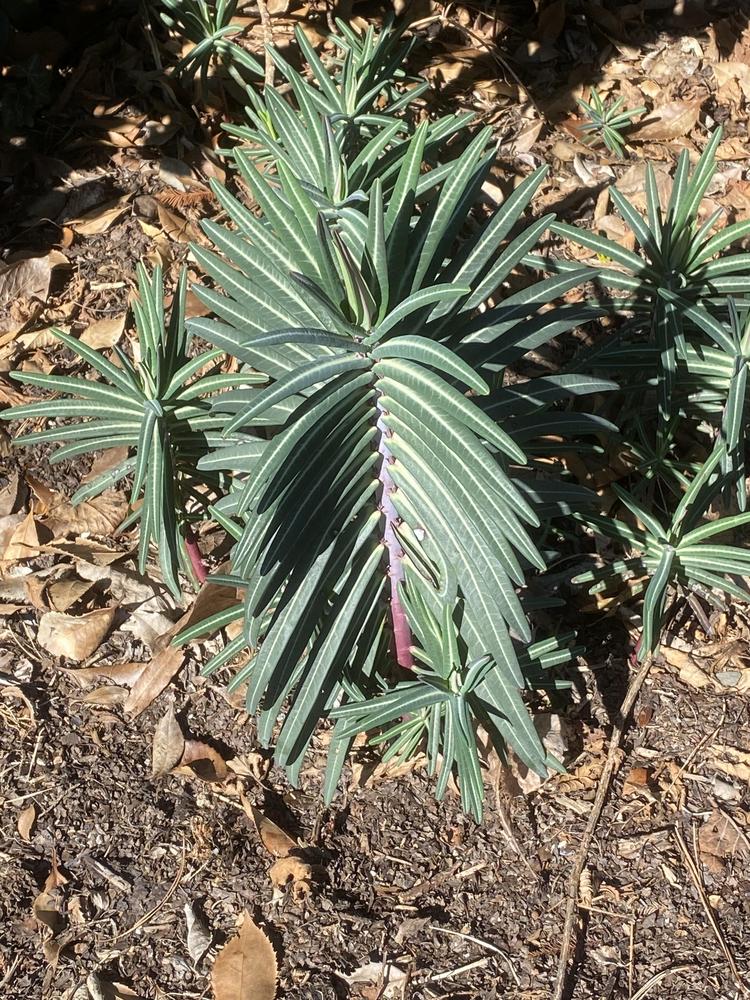 Photo of Gopher Spurge (Euphorbia lathyris) uploaded by SL_gardener