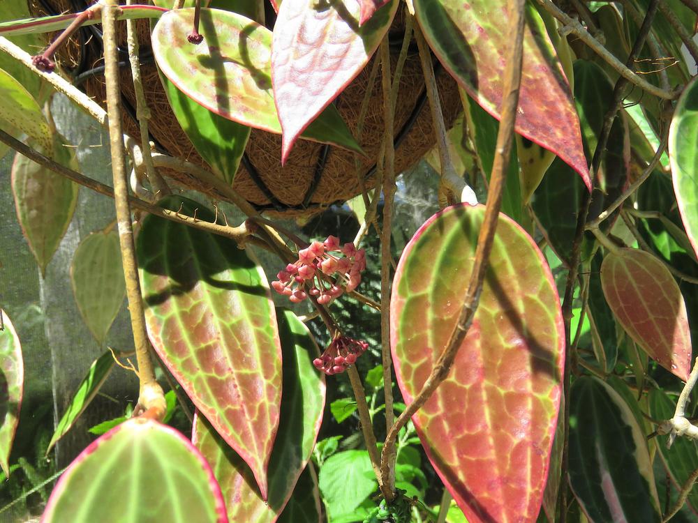 Photo of Wax Plant (Hoya macrophylla 'Variegata') uploaded by plantladylin