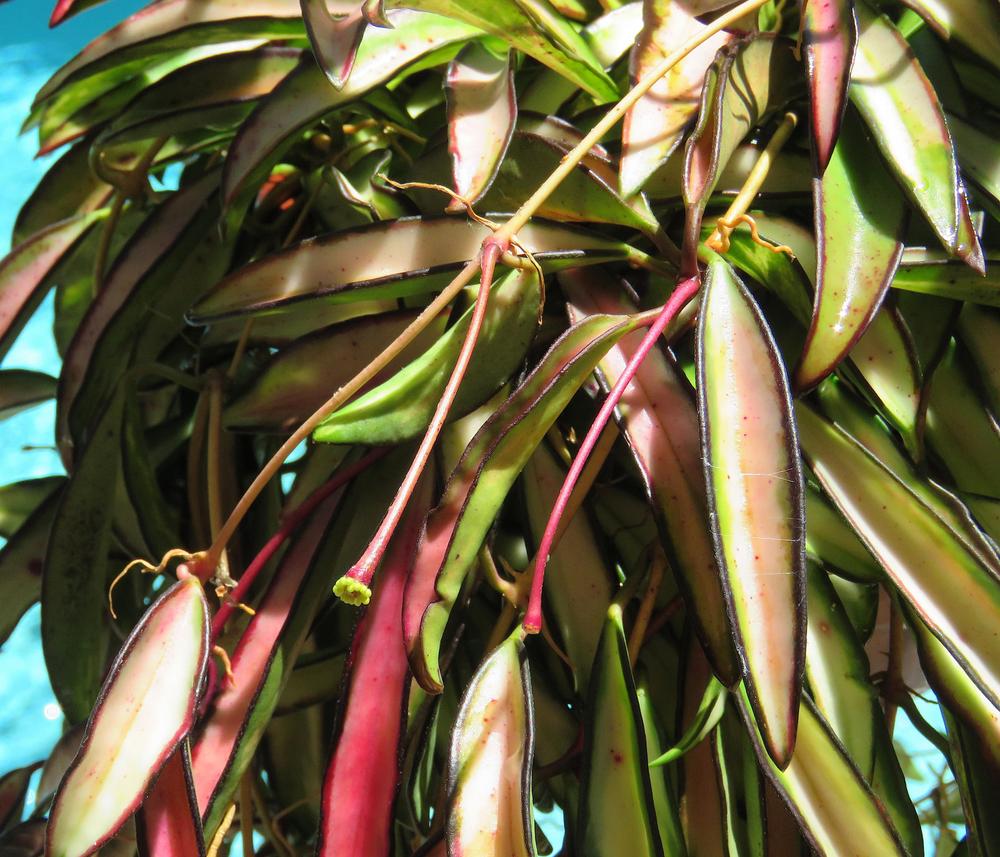 Photo of Wax Plant (Hoya wayetii 'Variegata') uploaded by plantladylin