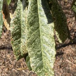 Location: Raulston Arboretum  NC State Univ  Raleigh, NC
Date: 2024-02-13
A loquat cultivar called White Splash with white-flecked leaves