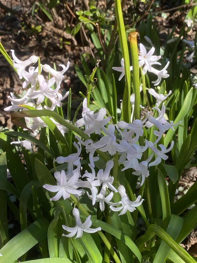 Photo of Dutch Hyacinth (Hyacinthus orientalis 'White Festival') uploaded by SL_gardener