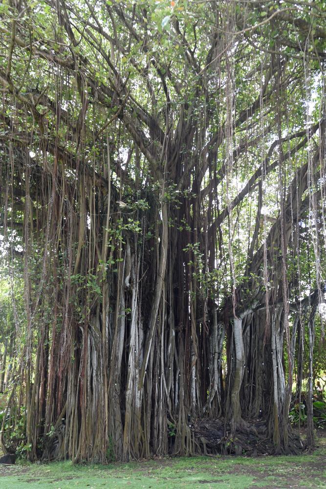 Photo of Banyan Tree (Ficus benghalensis) uploaded by cliftoncat