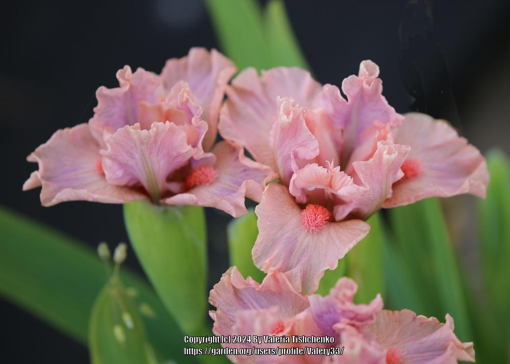 Photo of Standard Dwarf Bearded Iris (Iris 'Lovable Pink') uploaded by Valery33