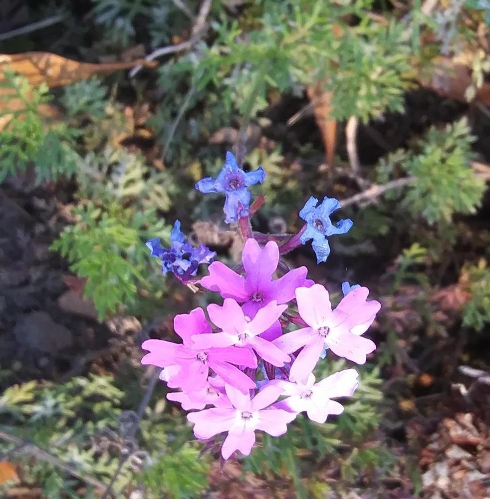 Photo of Showy Verbena (Verbena bipinnatifida) uploaded by purpleinopp