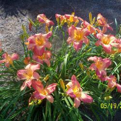 Location: My garden in northeast Texas
Date: 2023-05-19
The best clump shot of Two Sues so far.  It's a great daylily for