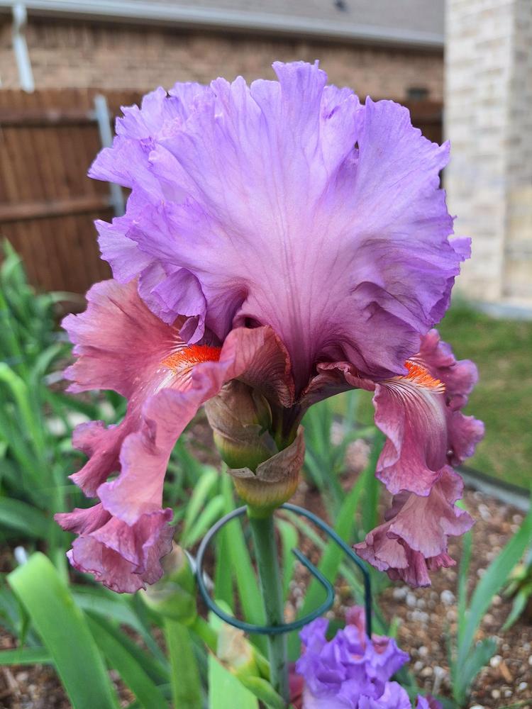 Photo of Tall Bearded Iris (Iris 'Chasing Destiny') uploaded by javaMom