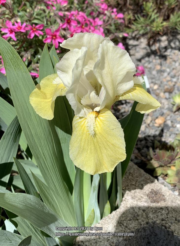 Photo of Standard Dwarf Bearded Iris (Iris 'Baby Tears') uploaded by valleylynn