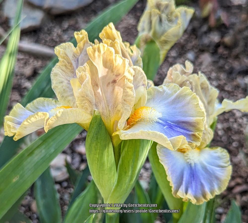 Photo of Standard Dwarf Bearded Iris (Iris 'My Cher') uploaded by Gretchenlasater