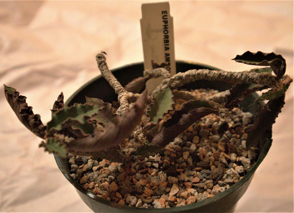 Photo of Euphorbia (Euphorbia ambovombensis) uploaded by Jerrytheplater