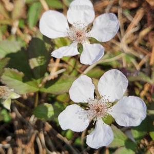 Southern Dewberry # 556; RAB page 541, 97-5-14; AG page 154, 33-5