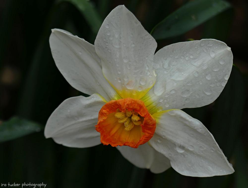 Photo of Small-Cupped Daffodil (Narcissus 'Barrett Browning') uploaded by drirastucker