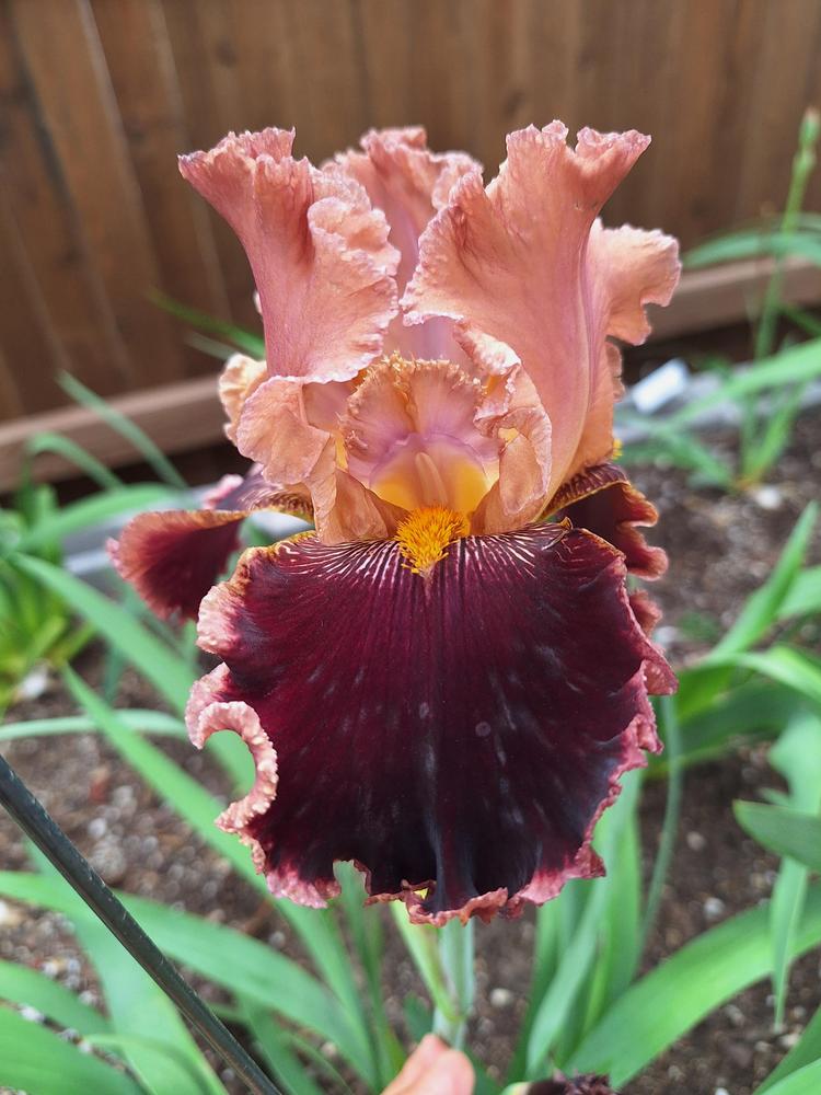 Photo of Tall Bearded Iris (Iris 'Cowboy Culture') uploaded by javaMom