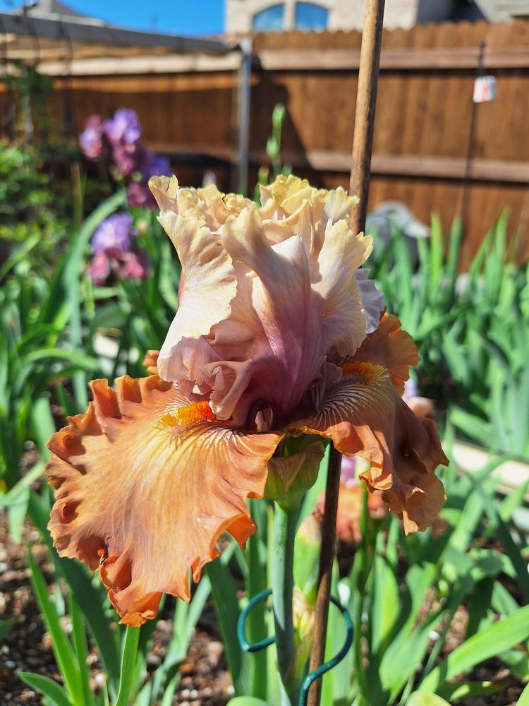 Photo of Tall Bearded Iris (Iris 'Cinderella's Secret') uploaded by javaMom