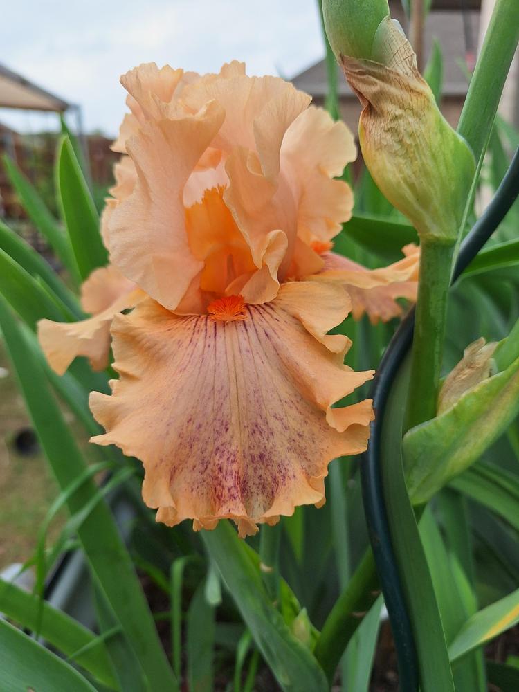 Photo of Tall Bearded Iris (Iris 'Tainted Love') uploaded by javaMom
