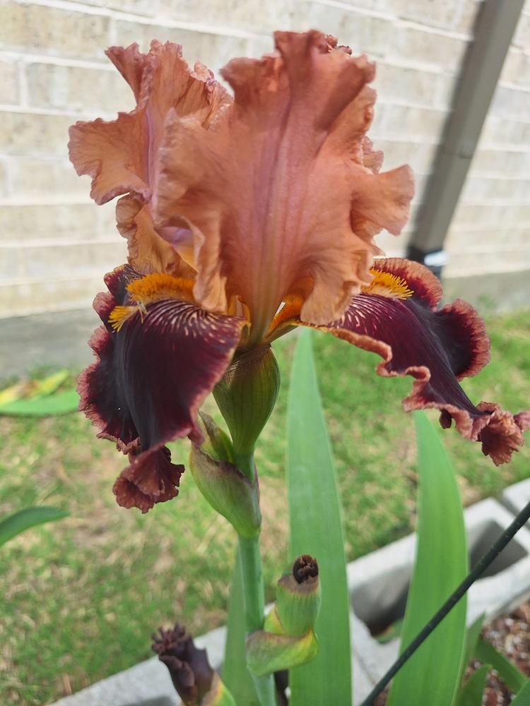 Photo of Tall Bearded Iris (Iris 'Cowboy Culture') uploaded by javaMom
