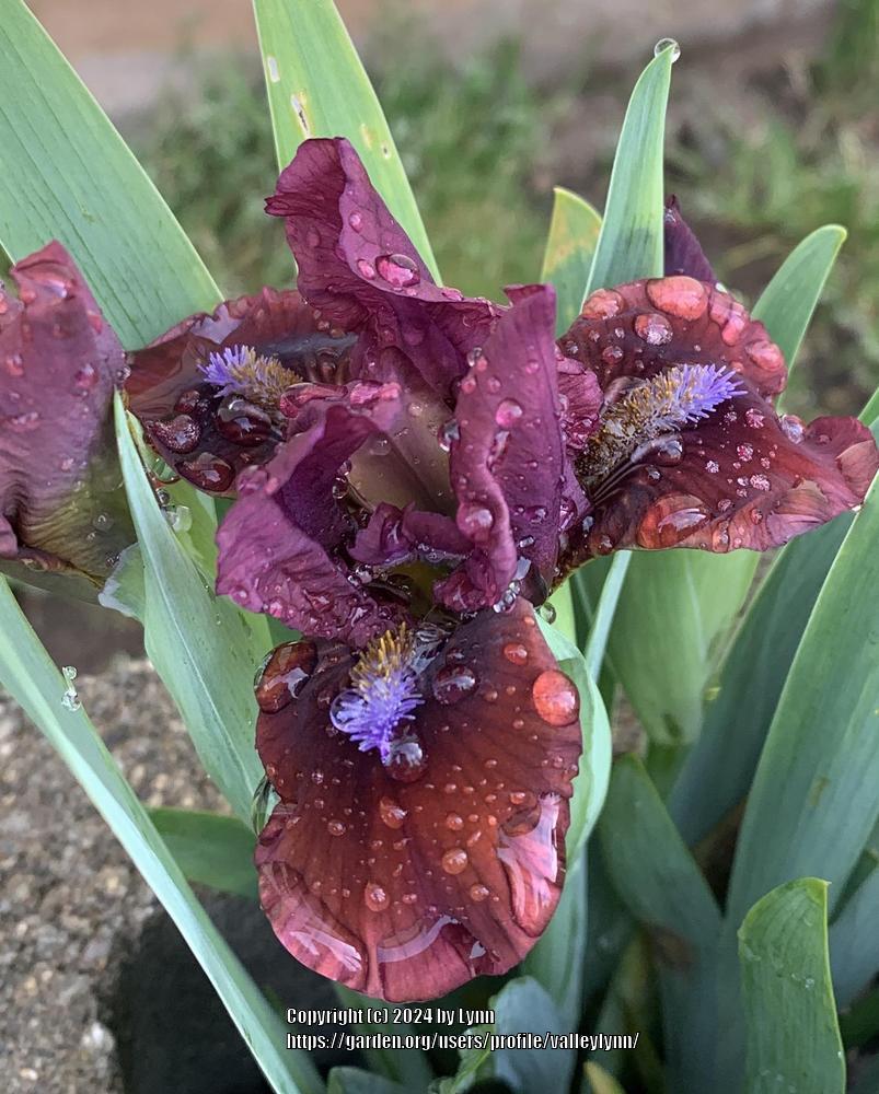 Photo of Miniature Dwarf Bearded Iris (Iris 'African Wine') uploaded by valleylynn