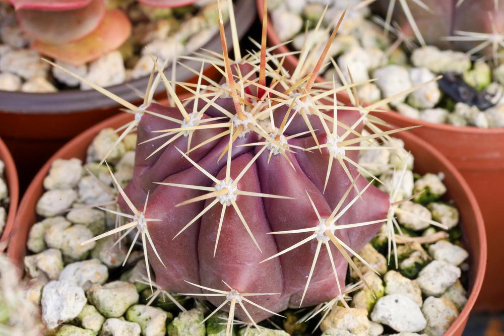 Photo of Sonoran Barrel Cactus (Ferocactus wislizenii subsp. herrerae) uploaded by Baja_Costero