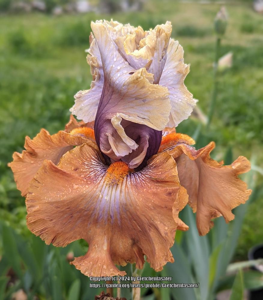 Photo of Tall Bearded Iris (Iris 'Cinderella's Secret') uploaded by Gretchenlasater