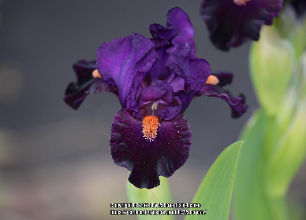 Photo of Standard Dwarf Bearded Iris (Iris 'Queen of Darkness') uploaded by Valery33