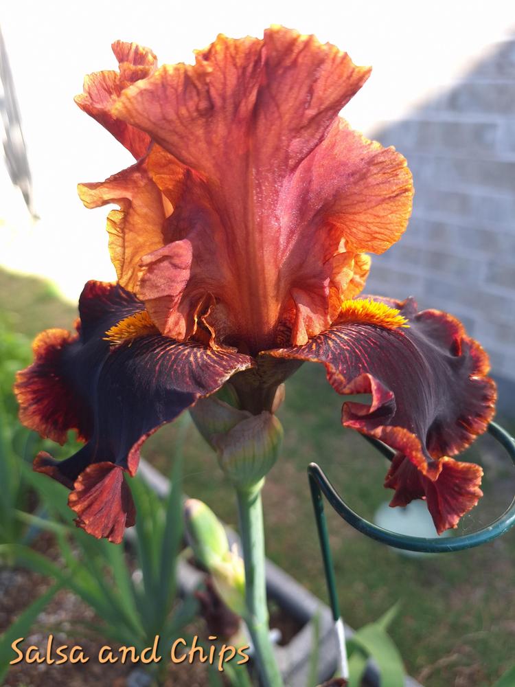 Photo of Tall Bearded Iris (Iris 'Salsa and Chips') uploaded by javaMom