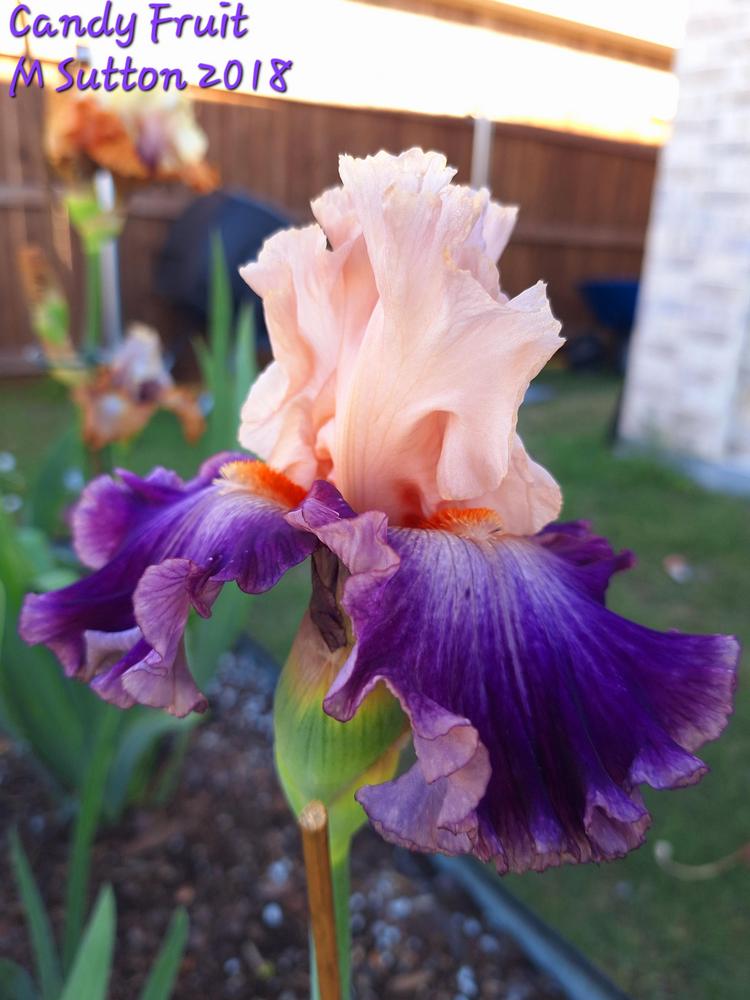 Photo of Tall Bearded Iris (Iris 'Candy Fruit') uploaded by javaMom