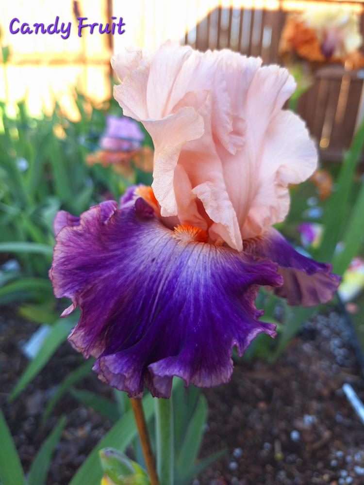 Photo of Tall Bearded Iris (Iris 'Candy Fruit') uploaded by javaMom
