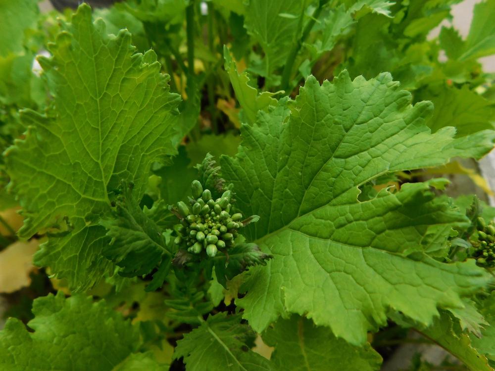 Photo of Rapini (Brassica rapa subsp. rapa 'Quarantina') uploaded by wildflowers