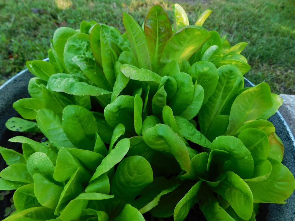 Photo of Cos Lettuce (Lactuca sativa 'Little Gem') uploaded by wildflowers