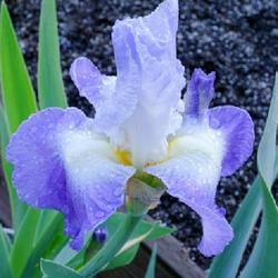 Location: Near Napa Valley (Northern California)
Date: 2024-04-06
First ever bloom of Clarence, a fragrant and re-blooming iris.